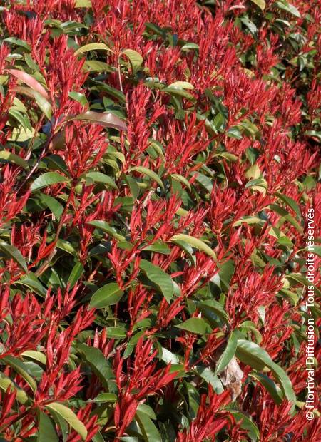 © Hortival Diffusion - Tous droits réservés