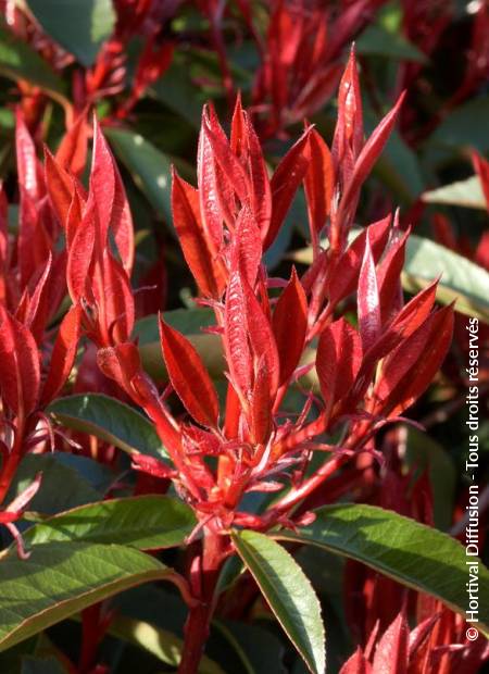 © Hortival Diffusion - Tous droits réservés