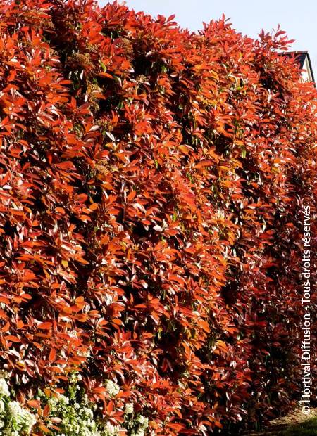 © Hortival Diffusion - Tous droits réservés