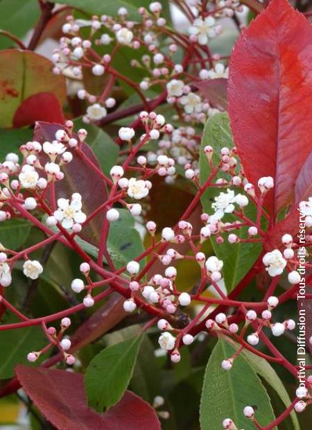 © Hortival Diffusion - Tous droits réservés