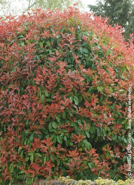 © Hortival Diffusion - Tous droits réservés