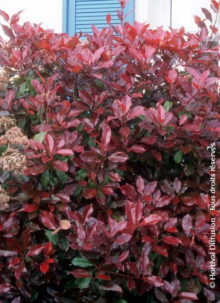 © Hortival Diffusion - Tous droits réservés