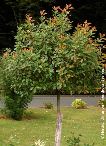 © Hortival Diffusion - Tous droits réservés