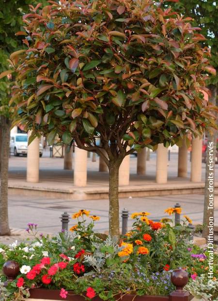 © Hortival Diffusion - Tous droits réservés