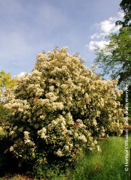 © Hortival Diffusion - Tous droits réservés