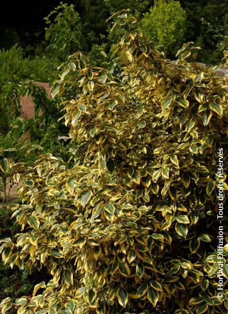 © Hortival Diffusion - Tous droits réservés