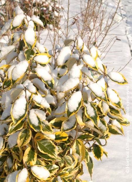 © Hortival Diffusion - Tous droits réservés