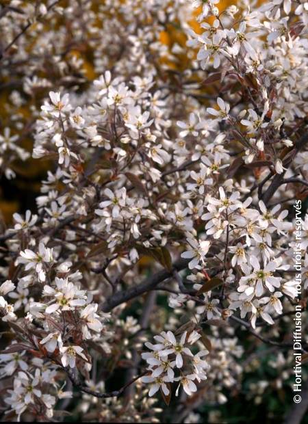 © Hortival Diffusion - Tous droits réservés