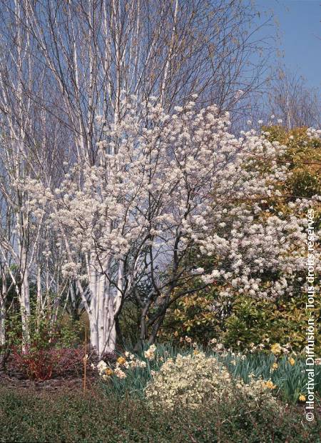 © Hortival Diffusion - Tous droits réservés