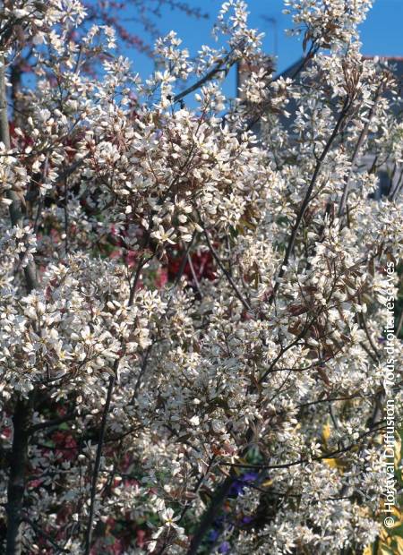 © Hortival Diffusion - Tous droits réservés