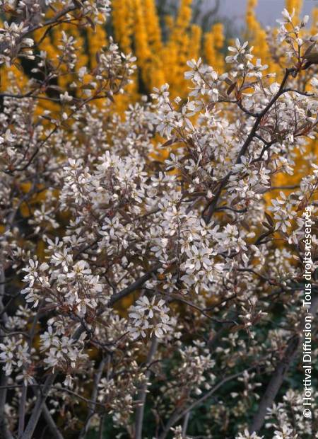 © Hortival Diffusion - Tous droits réservés