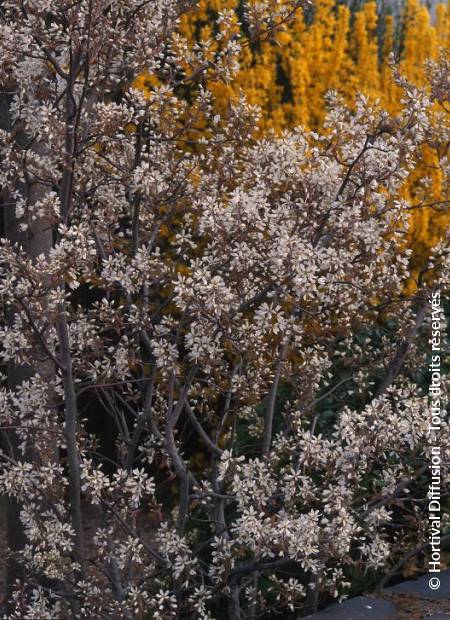 © Hortival Diffusion - Tous droits réservés