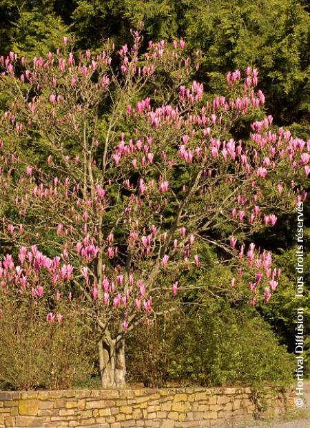 © Hortival Diffusion - Tous droits réservés