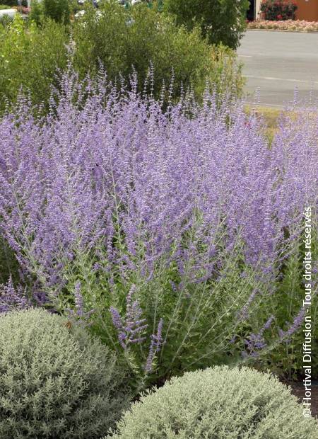 © Hortival Diffusion - Tous droits réservés