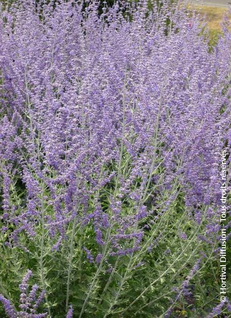 © Hortival Diffusion - Tous droits réservés