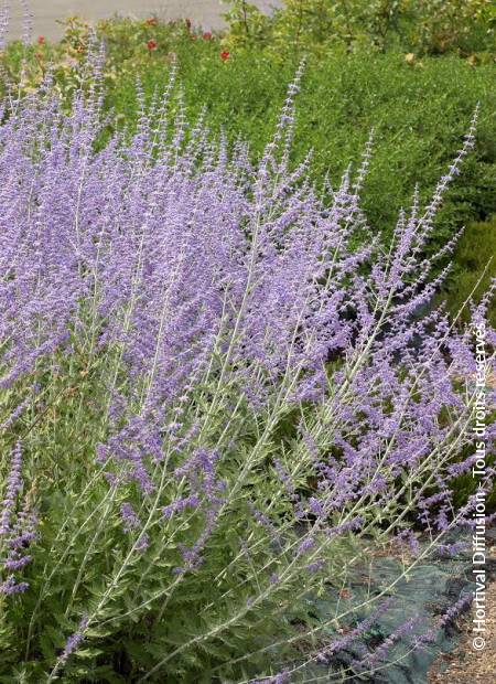 © Hortival Diffusion - Tous droits réservés