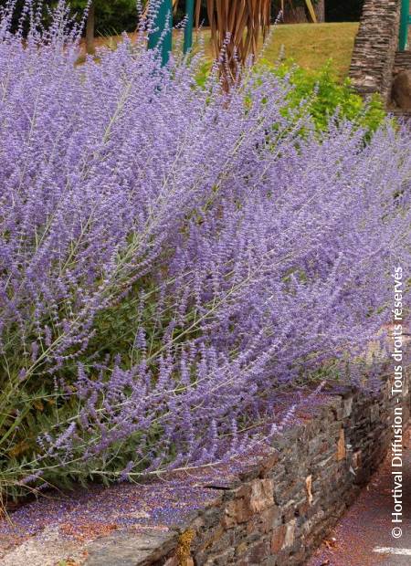 © Hortival Diffusion - Tous droits réservés