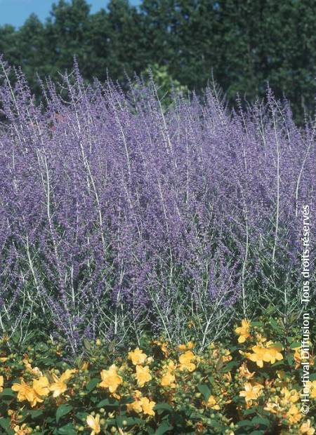 © Hortival Diffusion - Tous droits réservés