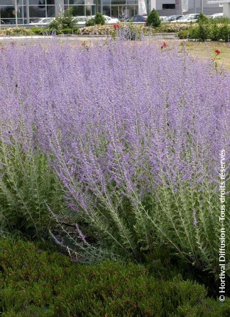 © Hortival Diffusion - Tous droits réservés