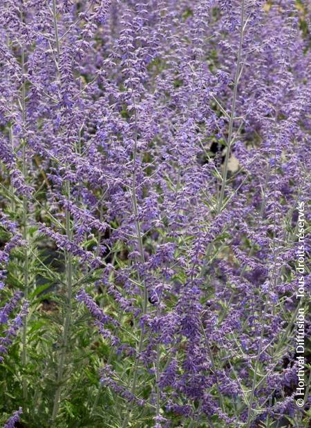 © Hortival Diffusion - Tous droits réservés