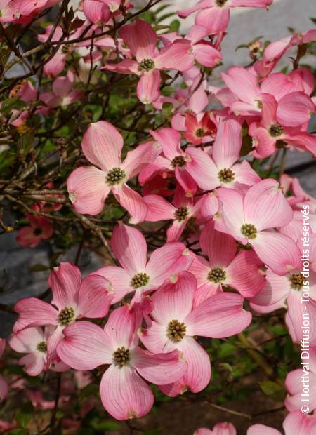 © Hortival Diffusion - Tous droits réservés