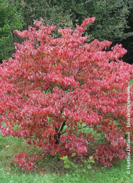 © Hortival Diffusion - Tous droits réservés