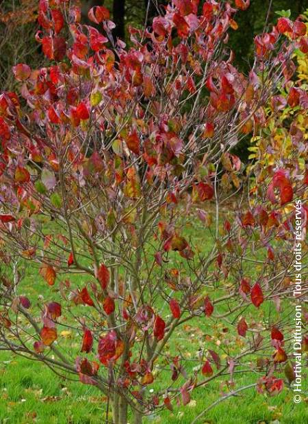 © Hortival Diffusion - Tous droits réservés