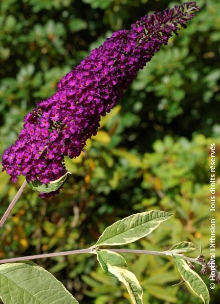 © Hortival Diffusion - Tous droits réservés