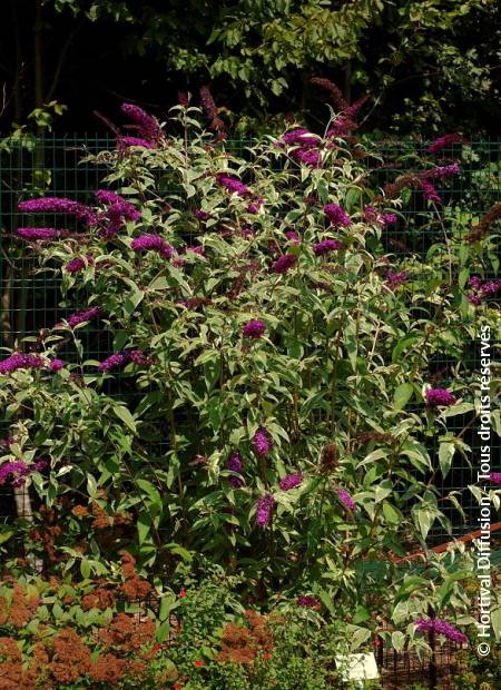 © Hortival Diffusion - Tous droits réservés