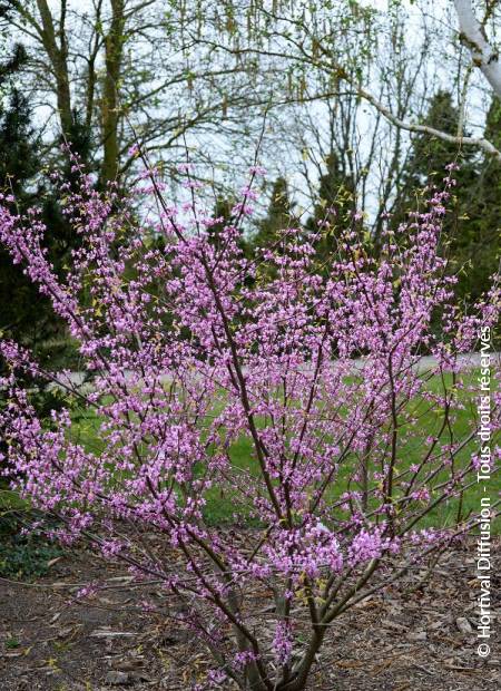 © Hortival Diffusion - Tous droits réservés