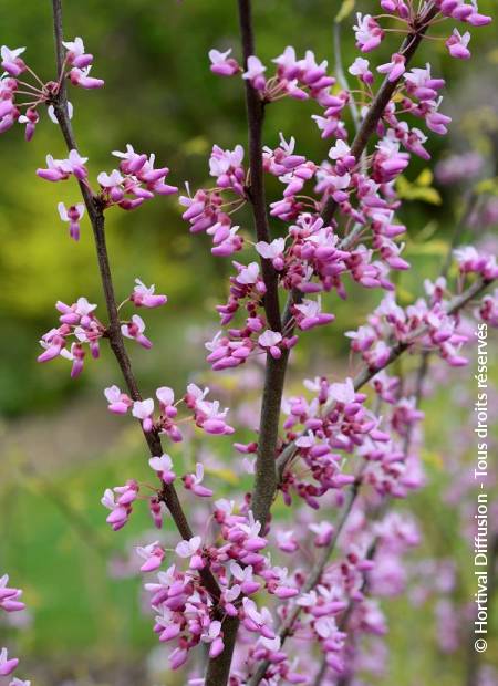 © Hortival Diffusion - Tous droits réservés