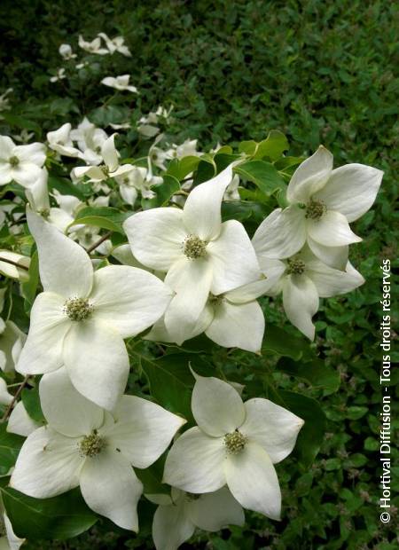 © Hortival Diffusion - Tous droits réservés