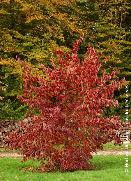 © Hortival Diffusion - Tous droits réservés