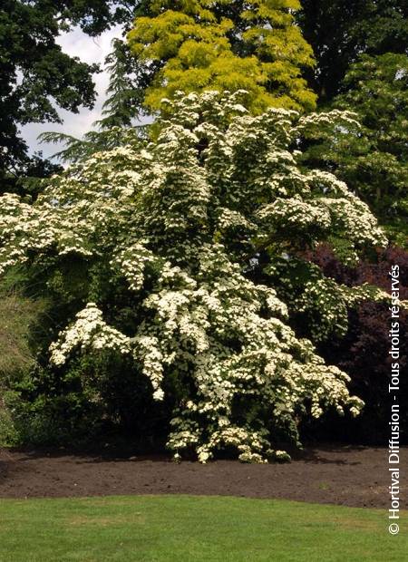 © Hortival Diffusion - Tous droits réservés