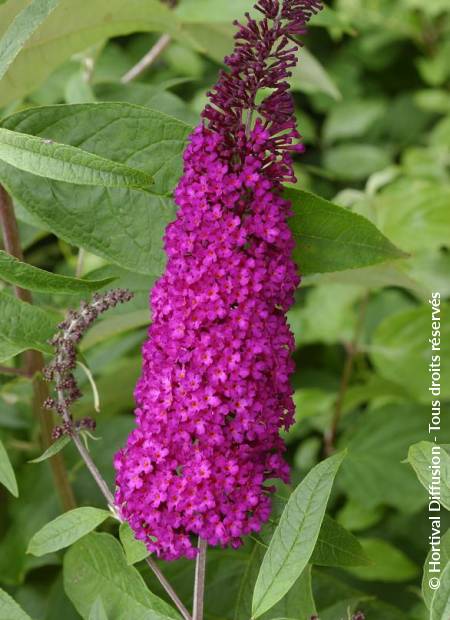 © Hortival Diffusion - Tous droits réservés