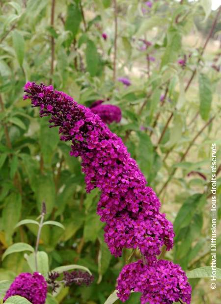 © Hortival Diffusion - Tous droits réservés