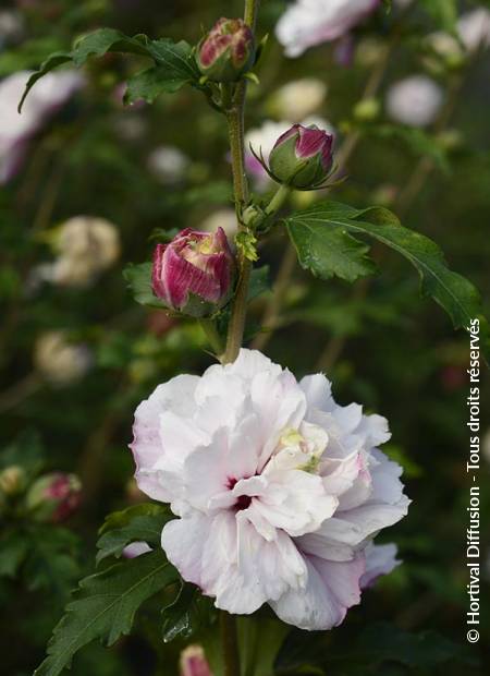 © Hortival Diffusion - Tous droits réservés