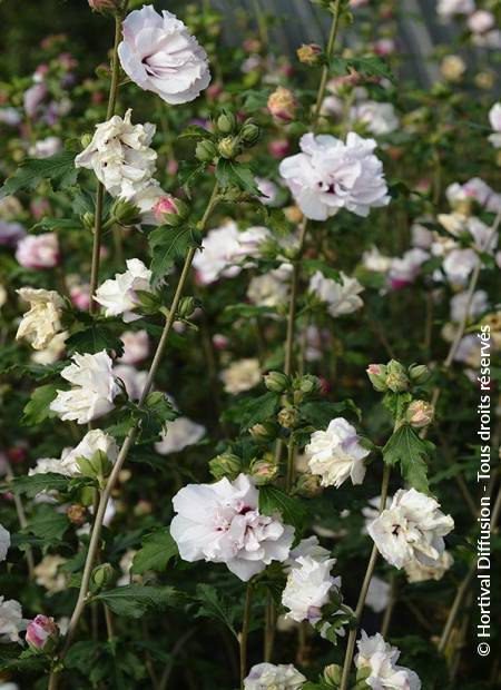 © Hortival Diffusion - Tous droits réservés