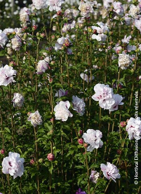 © Hortival Diffusion - Tous droits réservés