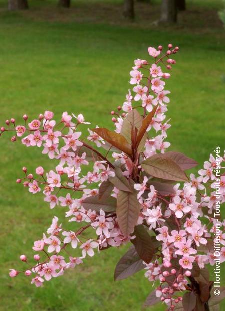 © Hortival Diffusion - Tous droits réservés