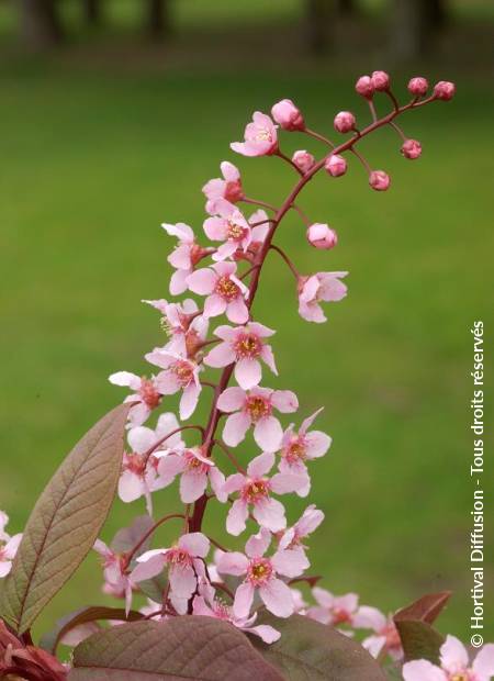 © Hortival Diffusion - Tous droits réservés