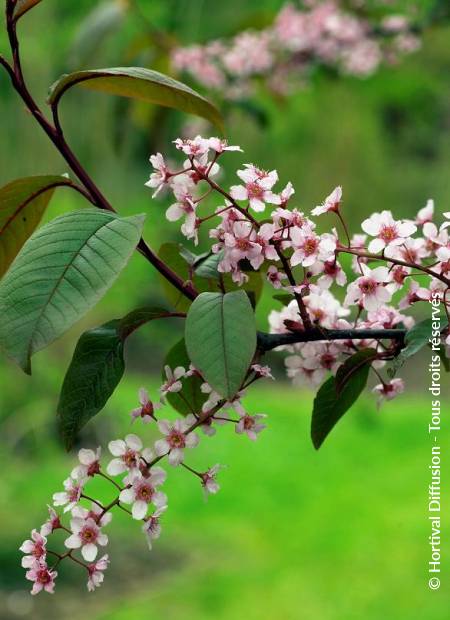 © Hortival Diffusion - Tous droits réservés