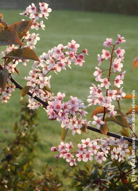 © Hortival Diffusion - Tous droits réservés