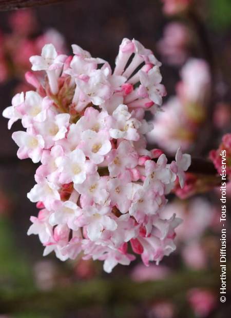 © Hortival Diffusion - Tous droits réservés