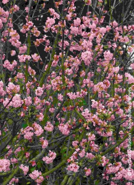 © Hortival Diffusion - Tous droits réservés