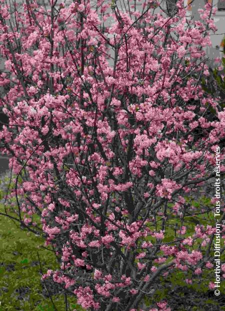 © Hortival Diffusion - Tous droits réservés