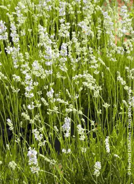 © Hortival Diffusion - Tous droits réservés