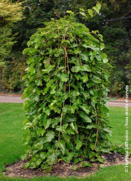 © Hortival Diffusion - Tous droits réservés