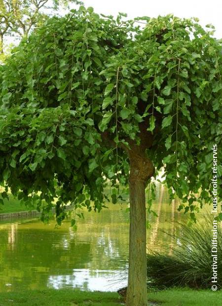 © Hortival Diffusion - Tous droits réservés