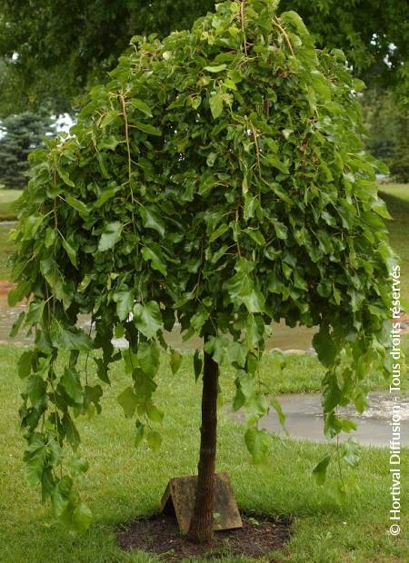 © Hortival Diffusion - Tous droits réservés